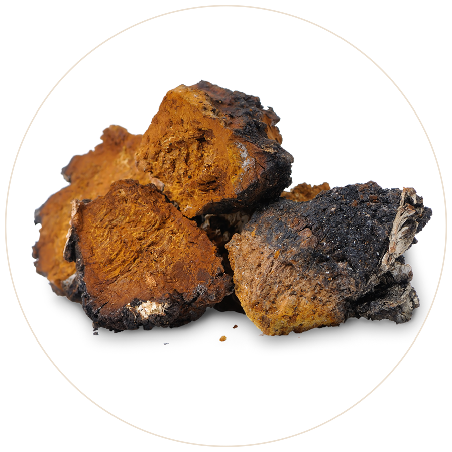 Chaga Mushrooms