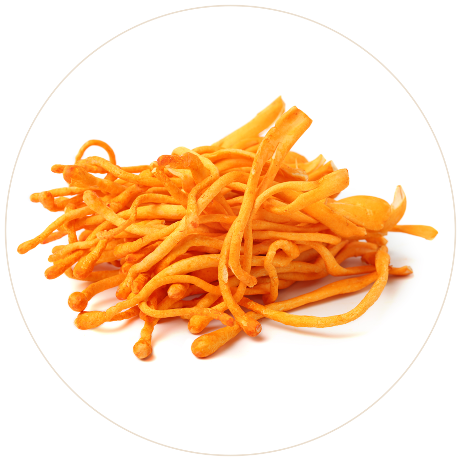 Cordyceps Mushrooms