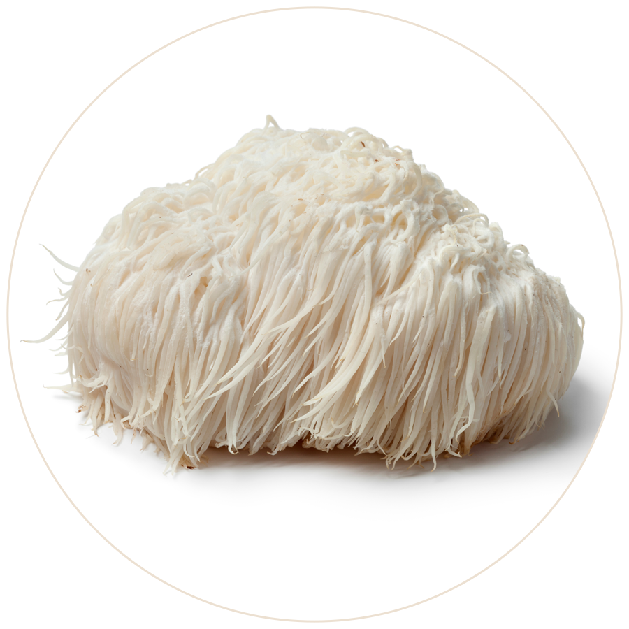 Lion's Mane Mushrooms