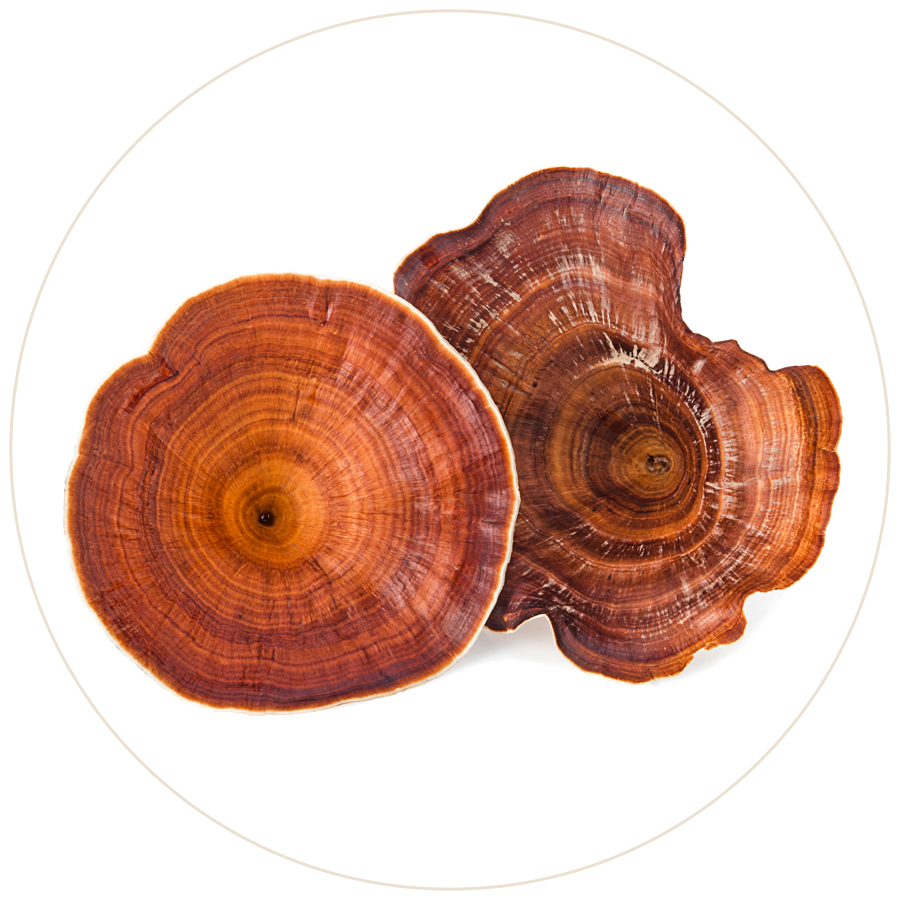 Reishi Mushrooms