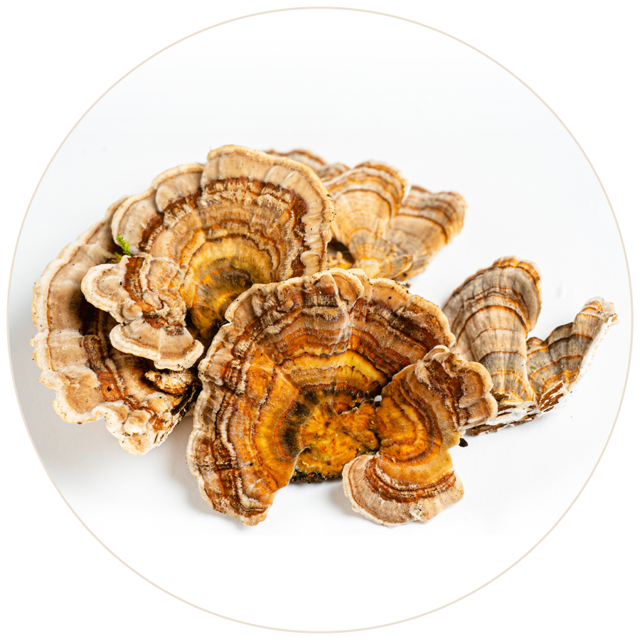 Turkey Tail Mushrooms